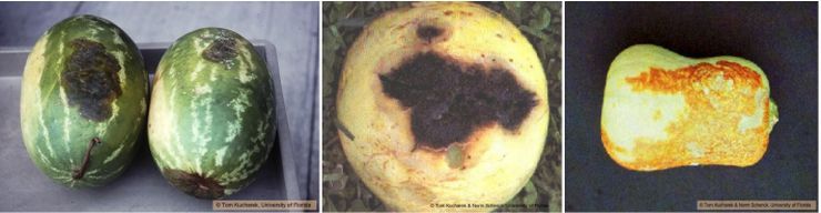Figure 11. Black rot symptoms on watermelon, honeydew melon, and butternut squash.