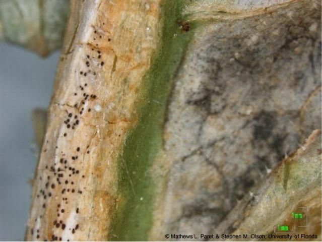 Figure 7. Black fruiting body (pycnidia) of D. bryoniae on an infected watermelon leaf.