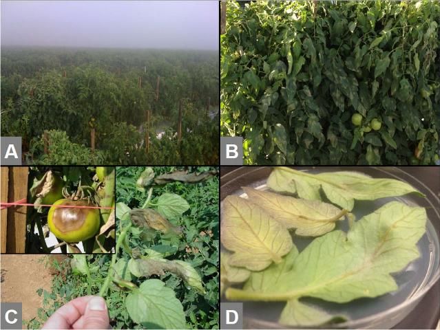 Figure 1. A. Cool, foggy weather that occurs during winter tomato production in Florida is ideal for late blight disease development. B. Tomato leaves heavily symptomatic for late blight lesions. C. Late blight lesions on fruit and leaves. D. Tomato leaves on water agar to induce sporulation of Phytophthora infestans, which can be observed as the white, fluffy structures on the leaf surface.