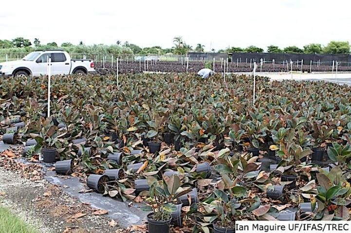 Figure 1. Xanthomonas blight has had a huge economic impact on Ficus elastica nurseries (July 2010).