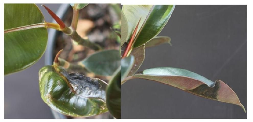 Figure 2. Xanthomonas leaf spot on Ficus elastica 'Burgundy'. Left: Necrotic lesion on new growth. Right: Side view of water-soaked lesion on F. elastica.