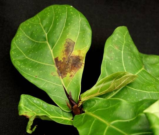 Figure 4. Pseudomonas leaf spot on Ficus lyrata.