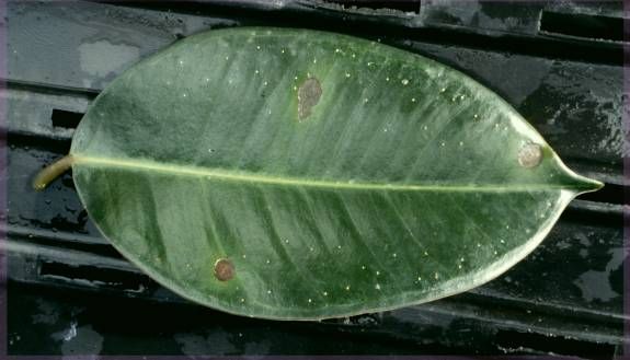Figure 3. Pseudomonas leaf spot on Ficus elastica.