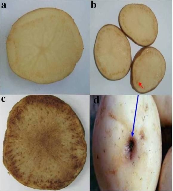 Figure 5. Tuber slices of zebra chip-affected potato plants. The images show appearance of mild (a), moderate (b) and severe discoloration and flecking of the vascular tissue and streaking of the medullary rays of tuber slices after frying (c), and brown to pinkish collapsed stolons (d).