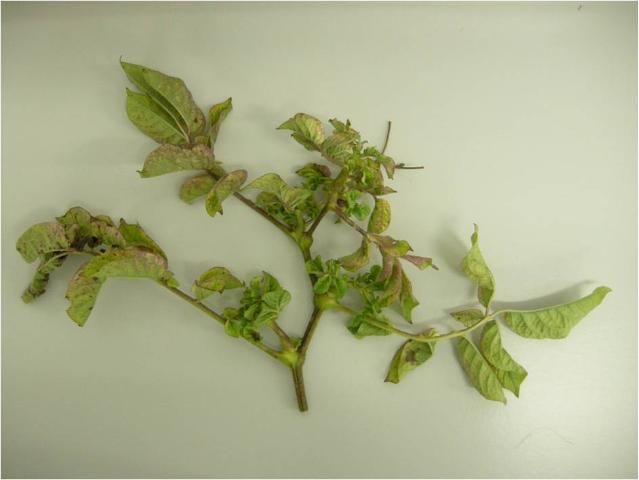 Figure 2. Shoots of potato plants infected with Ca. L. solanacearum. Leaves are chlorotic, curled, and display mild purpling. The shoots are also stunted and swollen at the nodes.