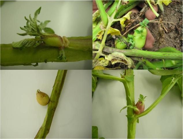 Figure 3. Aerial tuber formation in potato plants infected with Ca. L. solanacearum.