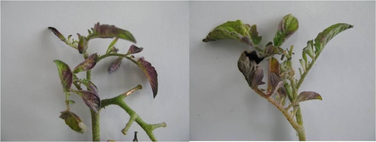 Figure 10. Shoot tip of a tomato plant infected with Ca. L. solanacearum showing purpling of the leaflets and petioles