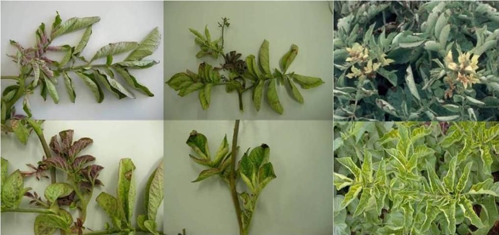 Figure 1. Shoots of potato plants infected with Ca. L. solanacearum. Leaves on younger shoots display purpling, and older leaves are chlorotic. The leaves are also rolled.