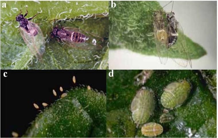 Figure 11. Different growth stages of the potato/tomato psyllid vector: adult psyllids (a and b), eggs (c), and nymphs (d). © 1986 Regents of the University of California. Used by permission.