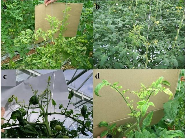 Figure 6. Shoots of tomato plants infected with Ca. L. solanacearum. The images show stunting (a and b) and chlorosis of the apical growth (a, b, c, and d), which can be spiky (c). The leaflets on some affected shoots are also distorted and curled (a and c). Some varieties may have interveinal chlorosis and vein greening (d).