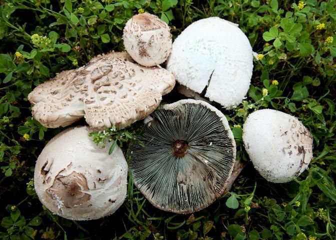 Figure 1. A collection of Chlorophyllum molybdites from the University of Florida campus in Gainesville showing characteristic features such as the scaly white cap and the greenish gills (underside of the cap).