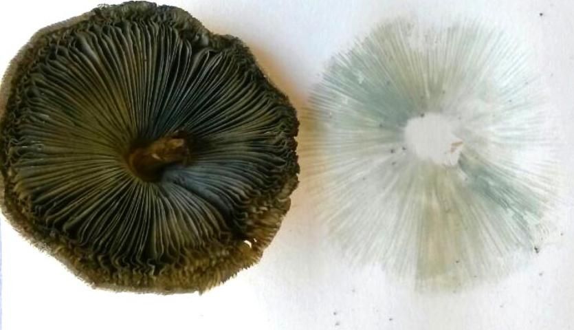 Figure 3. The underside of a mushroom of Chlorophyllum molybdites shown alongside the typical green spore print that is produced by this species.