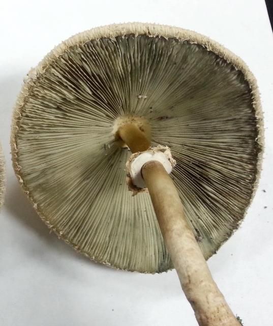 Figure 2. A collection of Chlorophyllum molybdites from the University of Florida campus in Gainesville. The underside of the mushroom has a membranous ring and greenish gills that are not attached to the stem.