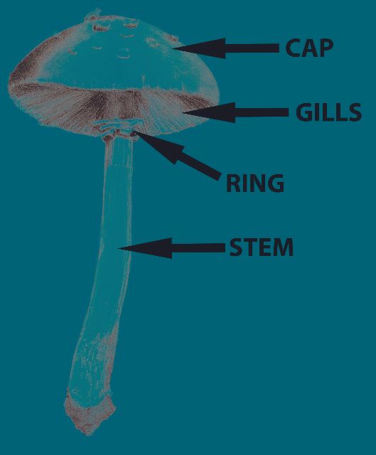 Figure 5. A drawing of Chlorophyllum molybdites showing the different parts of a mature mushroom.