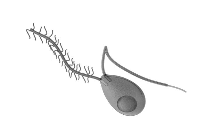 Artist rendering of a zoospore.