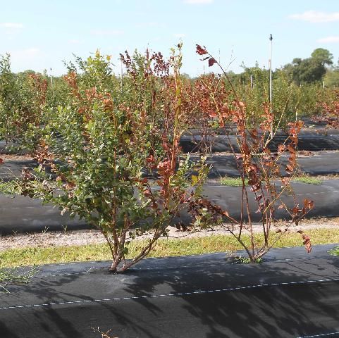 Figure 6. Leaf scorch and stem blight symptoms spreading down a row of blueberry.