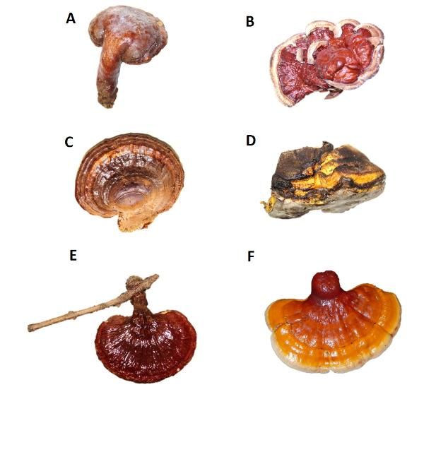 Figure 2. Range of different macromorphological characters of laccate Ganoderma spp. A) Reddish-brown with subtle purple hues of a stipitate form of a typical G. curtisii; B) Highly varnished, red sessile fruiting body typical of G. sessile; C) Reddish-brown, sessile form of G. zonatum with conspicuous concentric zones typical of this species; D) Yellow, spongy fruiting body typical of Tomophagus colossus (syn. G. colossus); E) pseudostipitate (short stocky stipe (stalk)) form of G. sessile; F) Latterally pseudostipitate, reddish-orange fruiting body with a white margin typical of an actively growing G. tsugae fruiting body.