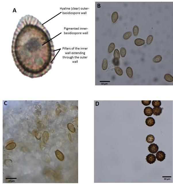 Figure 4. Basidiospore and chlamydospore morphology. A) Typical morphology of basidiospores of Ganoderma species, depicting the hyaline (non-pigmented) outer wall and pigmented inner wall that protrudes through the outer wall as small pillars; B) 