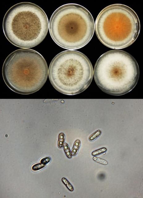 Figure 6. C. gloeosporioides phenotype variability and spores.