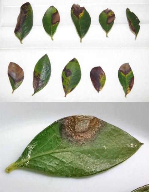 Figure 2. Anthracnose leaf spots.