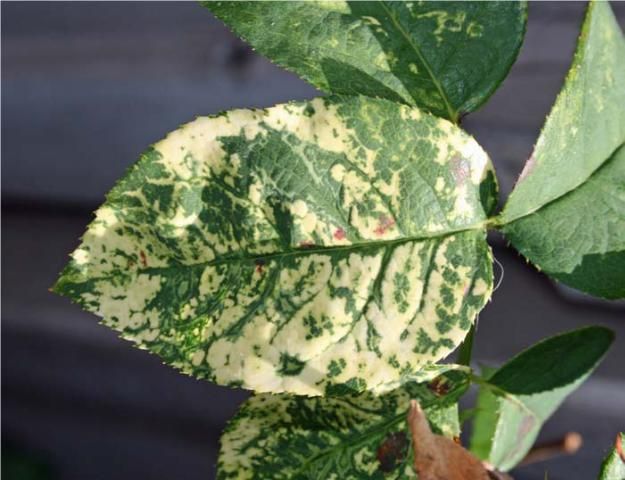 Figure 10. Severe mottling on leaves caused by rose mosaic virus disease.