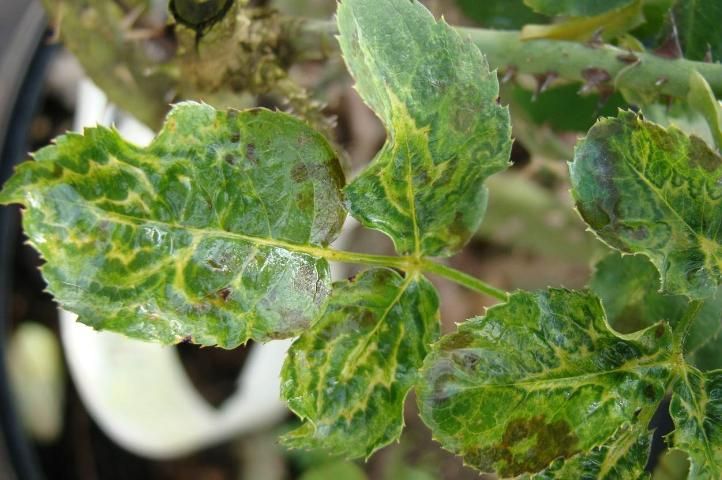 Figure 6. Severe mosaic, mottling, and distortion of the leaves caused by rose mosaic virus disease.