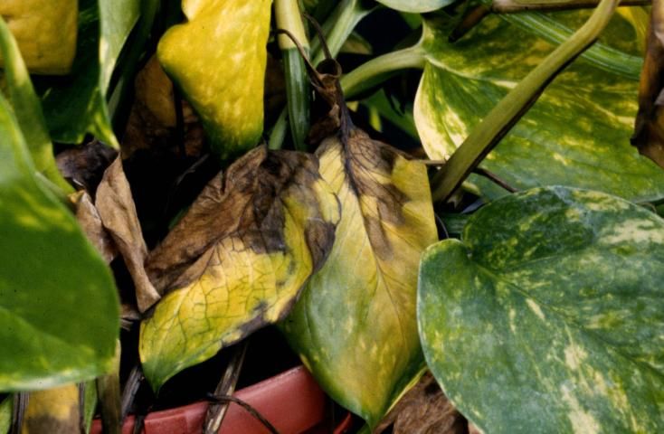 Figure 5. Bacterial wilt of pothos. Note the discolored veins.