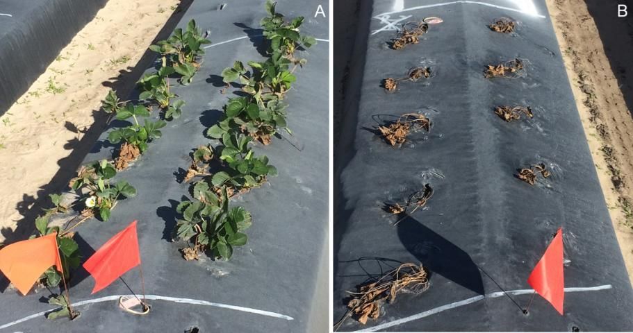 Figure 3. 'Florida 127' Sensation™ plants inoculated with a mixture of sensitive and resistant isolates of P. cactorum and planted after being steam-treated at 37°C (98.6°F) for 1 hour followed by 44°C (111.2°F) for 4 hours (A), or not steam-treated (B).