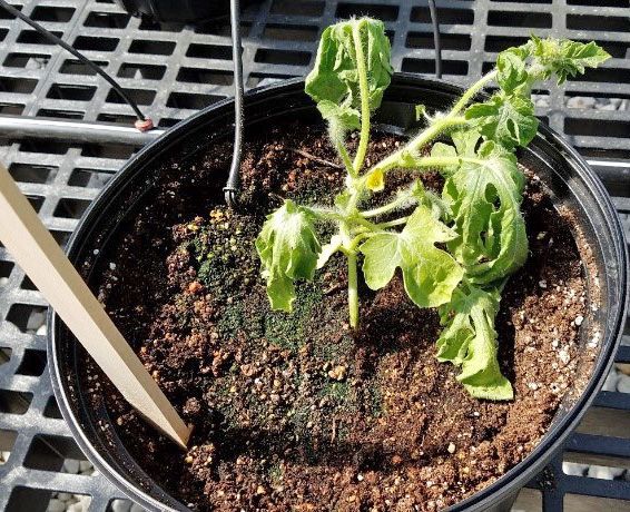 Figure 5. Transplanted seedling in the greenhouse exhibiting wilting and yellowing due to infection with the Fusarium wilt fungus.