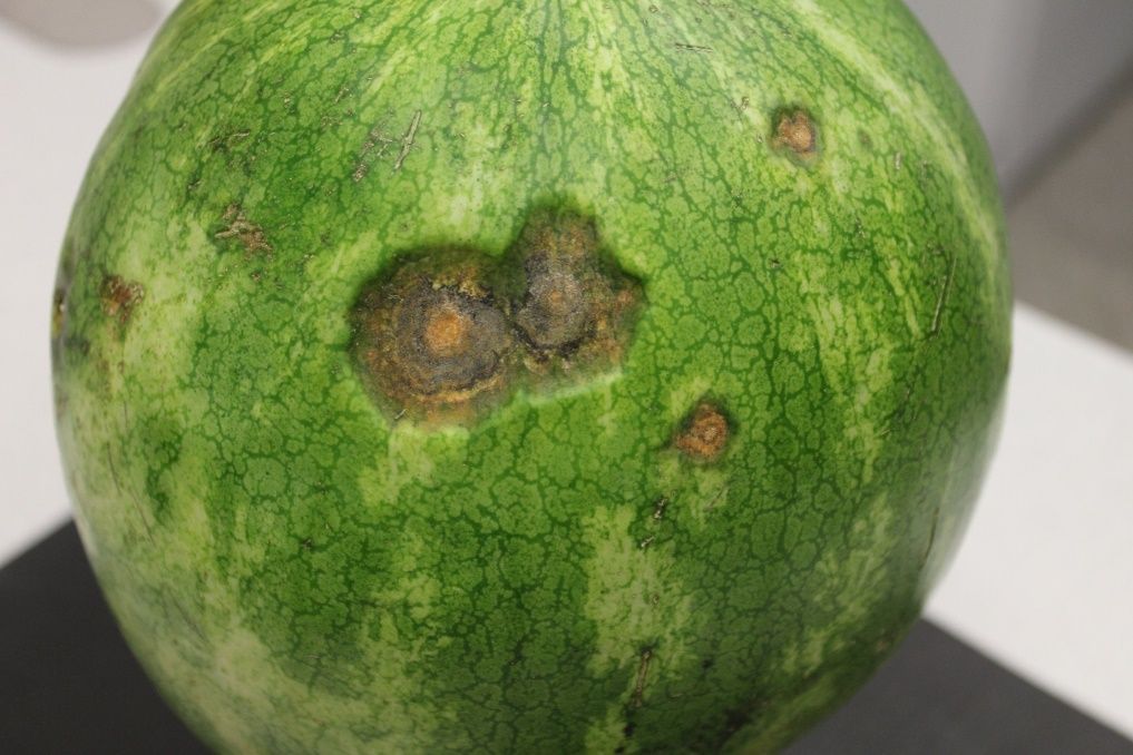 Watermelon fruit exhibiting lesions of anthracnose containing masses of salmon-colored conidia.