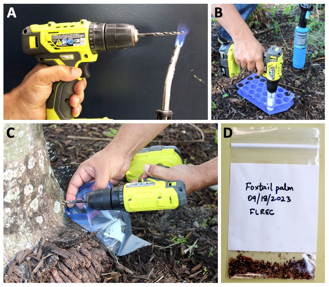Sampling palm trunk for Ganoderma butt rot of palms. Flame sterilize the drill bit using a propane torch (A); dip the drill bit in sterile solution to cool it down (B); drill a hole close to the soil line and collect the sample in a sealable plastic bag (C); and label the bag with the palm species, date, and site/location where the sample was collected (D). 