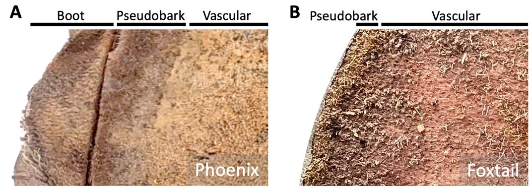 Boot, pseudobark, and vascular tissue from two palm species. Phoenix palm species may have boot still attached to the trunk on top of a thicker pseudobark tissue, making it harder to reach the vascular tissue (A); foxtail palms have a smooth trunk and thinner pseudobark, making it easy to access the vascular tissue (B). 
