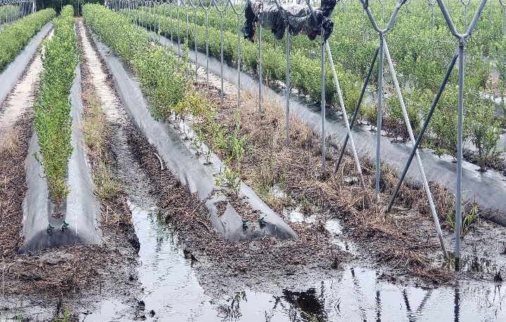 Saturated soil in the middle of the bed after a heavy rain event. Stunted and yellow plants suffering from phytophthora root rot follow where the soil was saturated, highlighting the importance of good drainage.