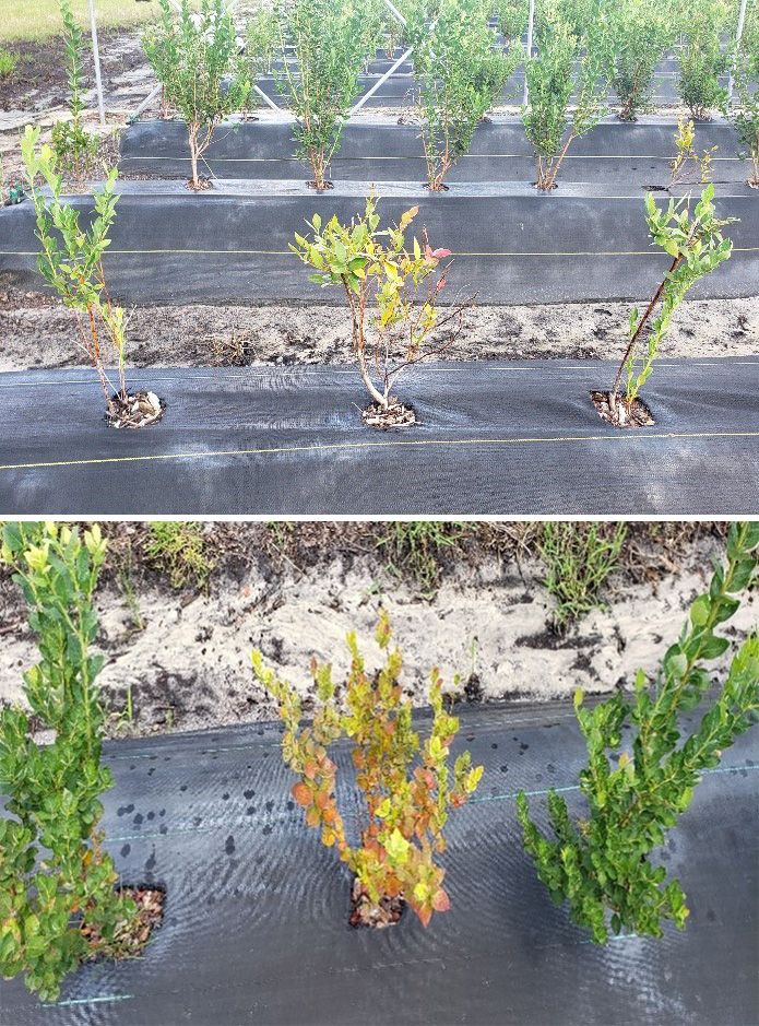 Blueberry plants (top) are stunted as compared to the healthy plants behind them. Leaves show nutrient deficiency symptoms of yellowing and reddening. Another plant with Phytophthora root rot (bottom) shows early fall discoloration, its leaves already turning red in late September when the picture was taken.