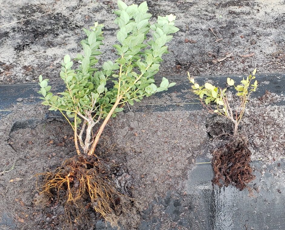 A healthy blueberry plant (left) with cinnamon-colored roots, vigorous growth, and green healthy leaves, as compared to a stunted, yellow plant (right) showing leaf reddening, dark brown to black rotten roots, and an overall unthrifty appearance.