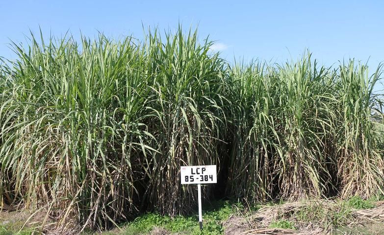 Figure 2. Sugarcane plants issued from disease-free seed cane (left) versus sugarcane plants with reduced growth that are issued from seed cane infected by the RSD pathogen (right).