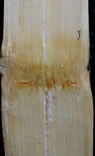 Figure 1. Reddish discoloration of vascular bundles at the sugarcane node due to the causal agent of ratoon stunting.