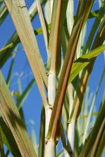 Figure 17. Sugarcane rust mite symptoms on sugarcane cultivar CP89- 2143.