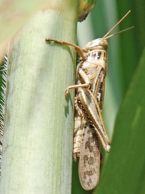 Figure 1. An American grasshopper on a sugarcane stalk.