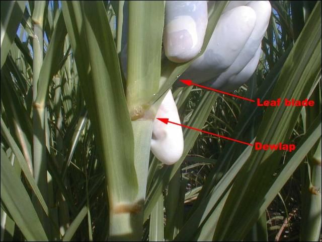 Figure 1. Top Visible Dewlap (TVD) leaf blade is the preferred tissue for foliar analysis.