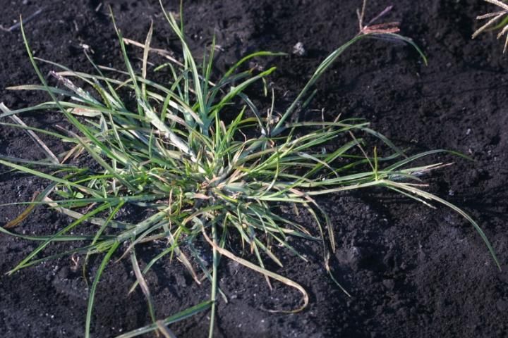 Figure 1. Goosegrass mat-like rosette with flattened stems radiating from a central point.