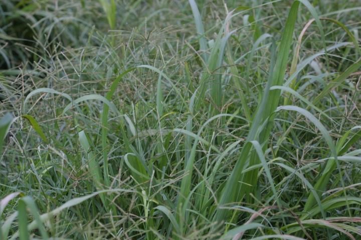 Figure 3. Severe goosegrass infestation in sugarcane.
