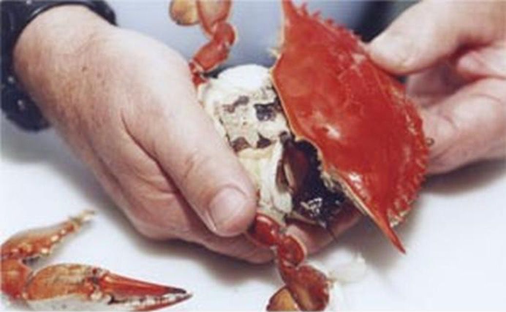 A person holding a crab

Description automatically generated with low confidence