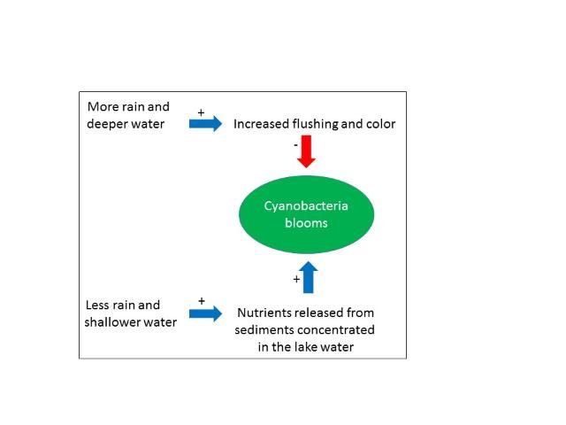 Figure 5. A conceptual diagram illustrating how experts concluded (Havens et al. 2016) that the intensity of cyanobacteria blooms in Lake Harris is controlled by variability in rainfall between wet and dry periods linked to climate cycles and variability. The blue arrows with a + indicate positive effects and the red arrow with a - indicates inhibitory effects.