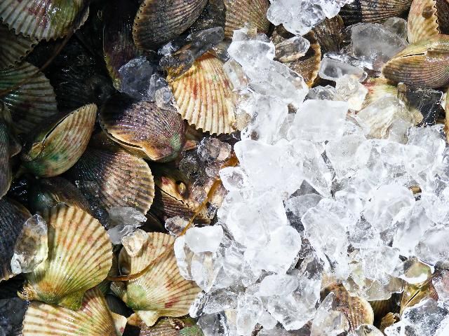 Once scallops are collected, be sure to place them on ice.