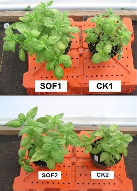 Figure 3. Growth differences in flooded Italian basil with and without oxygen fertilization. SOF = solid oxygen fertilizer. CK = control.