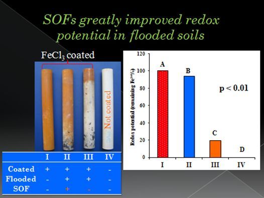 Figure 4. Oxygen fertilization significantly enhances oxygen bioavailability and improves redox potential in flooded soils.