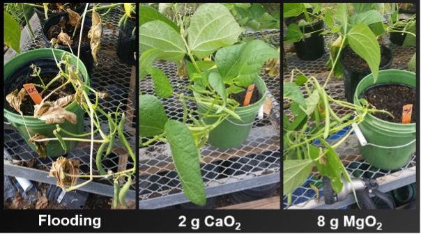 Solid oxygen fertilizer application significantly increased pod yield of flooded snap bean. CaO2 = calcium peroxide. MgO2 = magnesium peroxide.