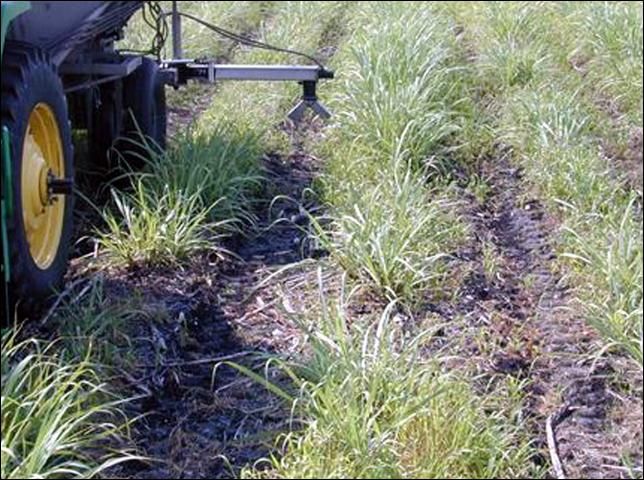 La aplicación de fertilizantes fosfóricos en bandas aumenta la eficacia del uso de P por el cultivo.