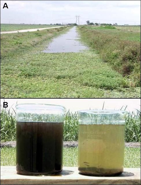 Algunos de los efectos de altos niveles de fósforo en las aguas de drenaje A) proliferación de vegetación acuática y B) aumento en la cantidad de sólidos en suspensión y turbidez.